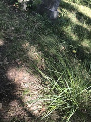 Eragrostis trichodes