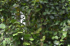 Calyptranthes estremerae