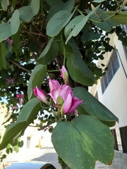 Bauhinia