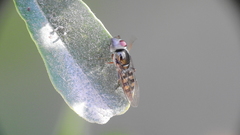 Platycheirus chalconota