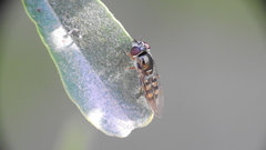 Platycheirus chalconota