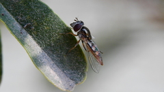 Platycheirus chalconota