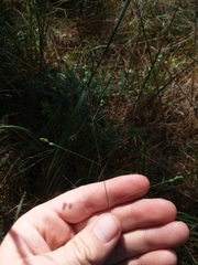 Kellochloa brachyantha