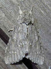 Acronicta impleta