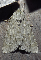 Acronicta impleta