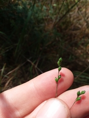 Kellochloa brachyantha