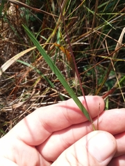 Kellochloa brachyantha