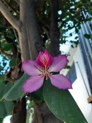 Bauhinia