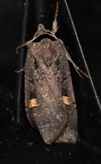 Adelphagrotis indeterminata