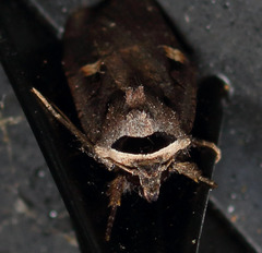 Adelphagrotis indeterminata