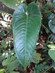 Anthurium cinereopetiolatum