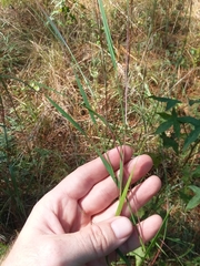 Kellochloa brachyantha