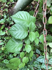 Rubus wallichianus