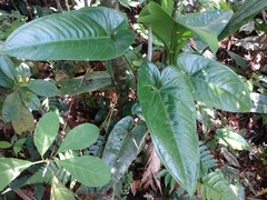 Anthurium cinereopetiolatum