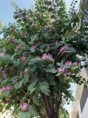 Bauhinia