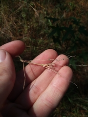 Kellochloa brachyantha