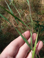 Kellochloa brachyantha