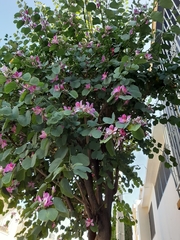 Bauhinia