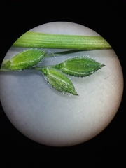 Kellochloa brachyantha