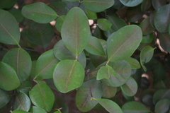 Calyptranthes estremerae