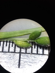 Kellochloa brachyantha