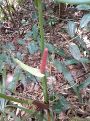 Anthurium roseospadix