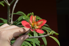 Euphorbia punicea