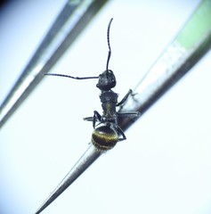 Polyrhachis aurea
