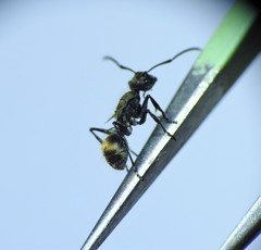 Polyrhachis aurea
