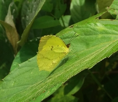 Abaeis xantochlora xantochlora