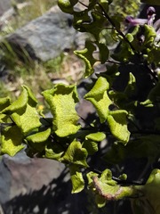Adiantum chilense scabrum