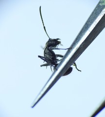 Polyrhachis aurea