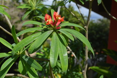 Euphorbia punicea