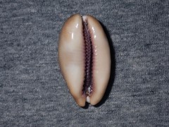 Lyncina leviathan titan