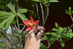 Euphorbia punicea