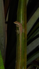 Anolis marmoratus