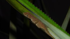Anolis marmoratus