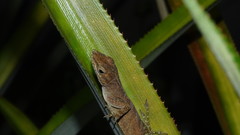 Anolis marmoratus