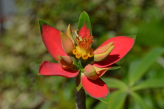 Euphorbia punicea