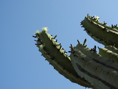 Myrtillocactus geometrizans