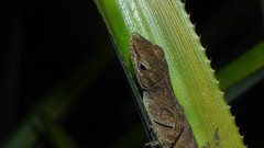 Anolis marmoratus