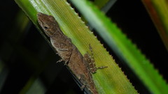 Anolis marmoratus