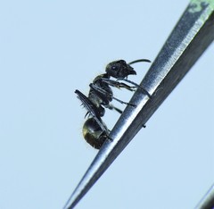 Polyrhachis aurea