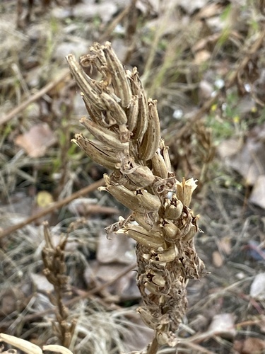 Oenothera biennis