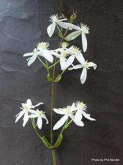 Clematis armandii