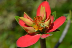 Euphorbia punicea