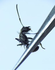 Polyrhachis aurea
