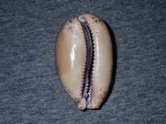 Lyncina leviathan titan