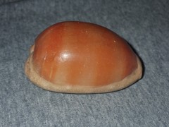 Lyncina leviathan titan