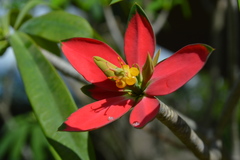 Euphorbia punicea